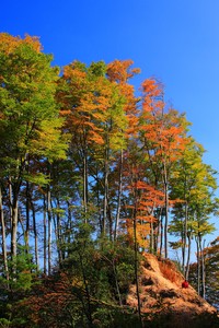 古巴拳击选手激战胜利，意大利选手惨遭淘汰