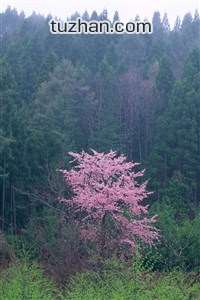 东南亚队伍团结协作攻城略地